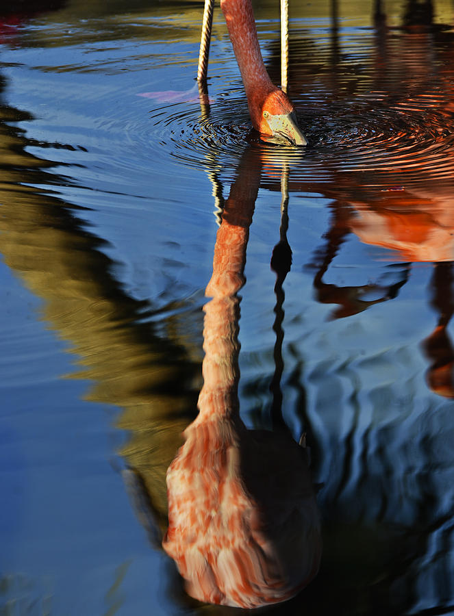 Flamingo Reflections 2 Photograph by Dave Dilli