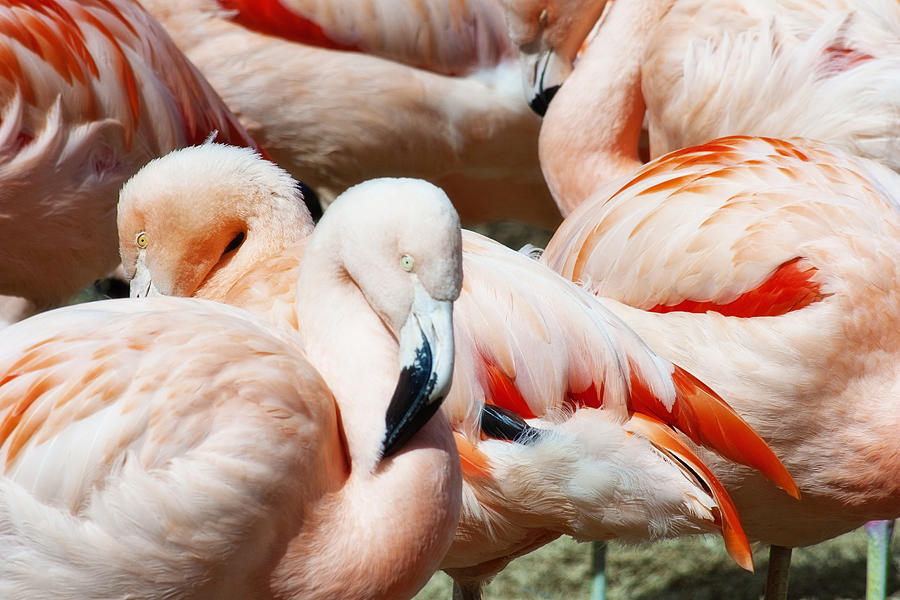 Flamingo Reunion Photograph by Toni Hopper