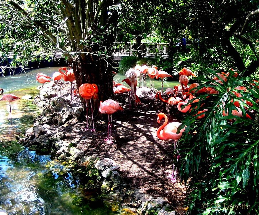 Flamingo River  Photograph by C F Legette