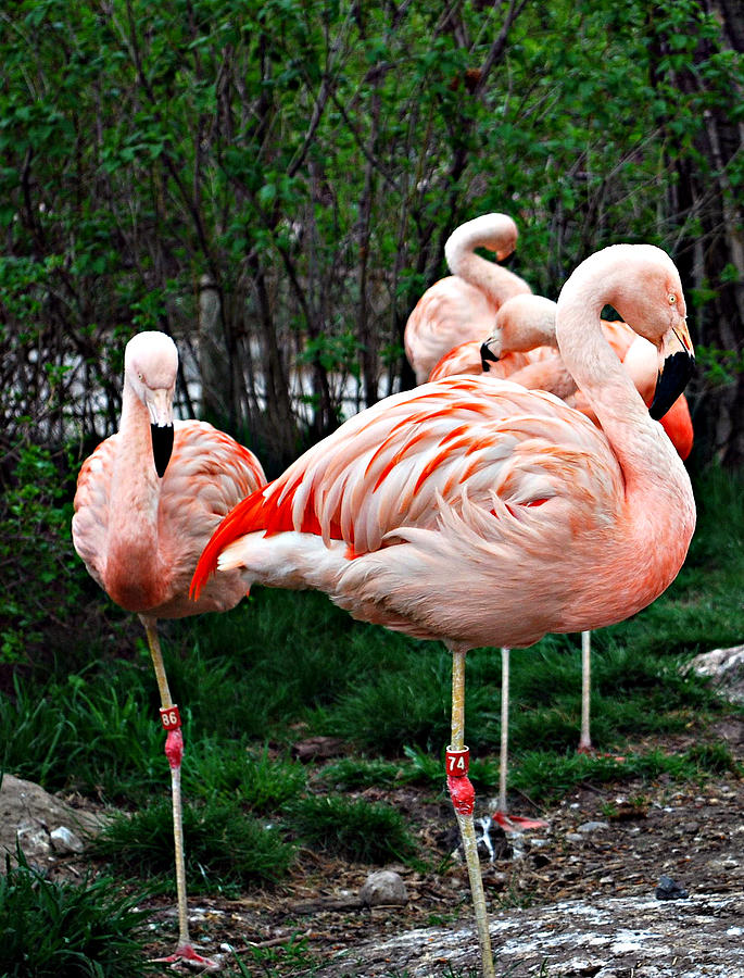 Flamingo Photograph by Sergey  Nassyrov