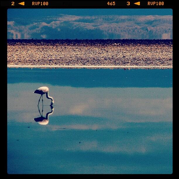 Nature Photograph - Flamingo Solitario #salar by Gogliardo Maragno