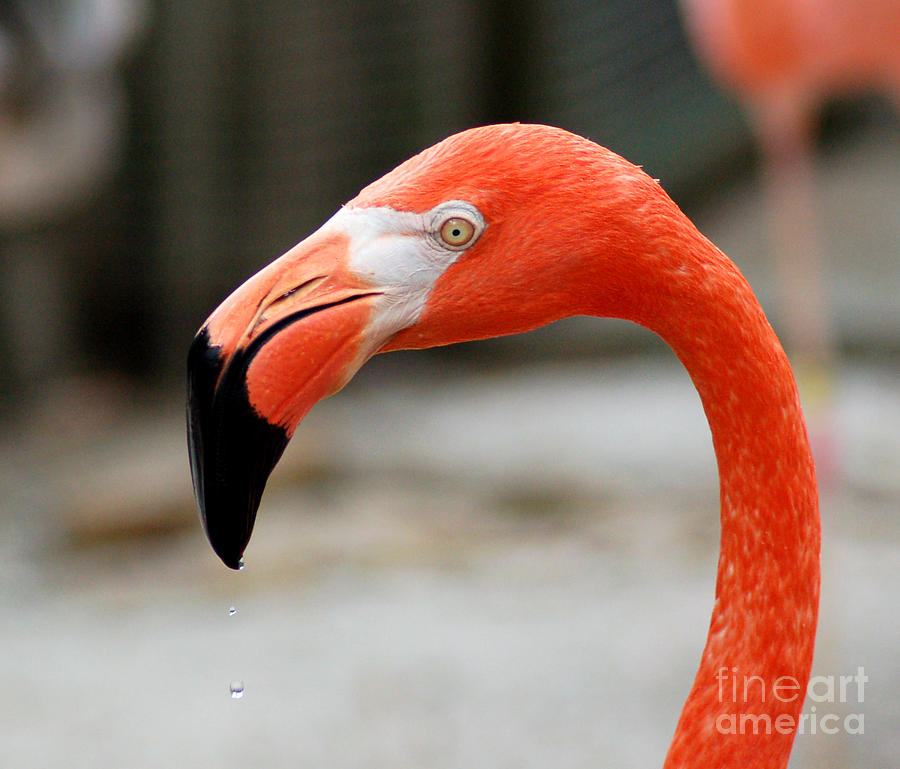 Flamingo Photograph by Stephen Whalen