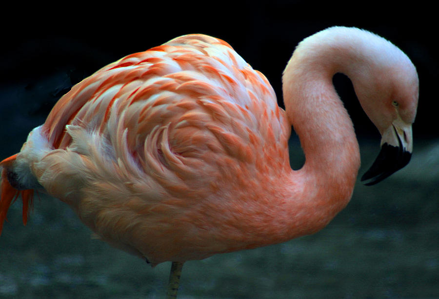 Flamingo Photograph by Tammy Espino