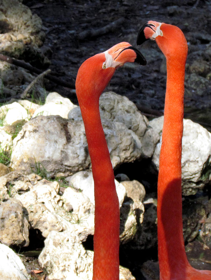 Flamingo tete d tete Photograph by Judy Wanamaker