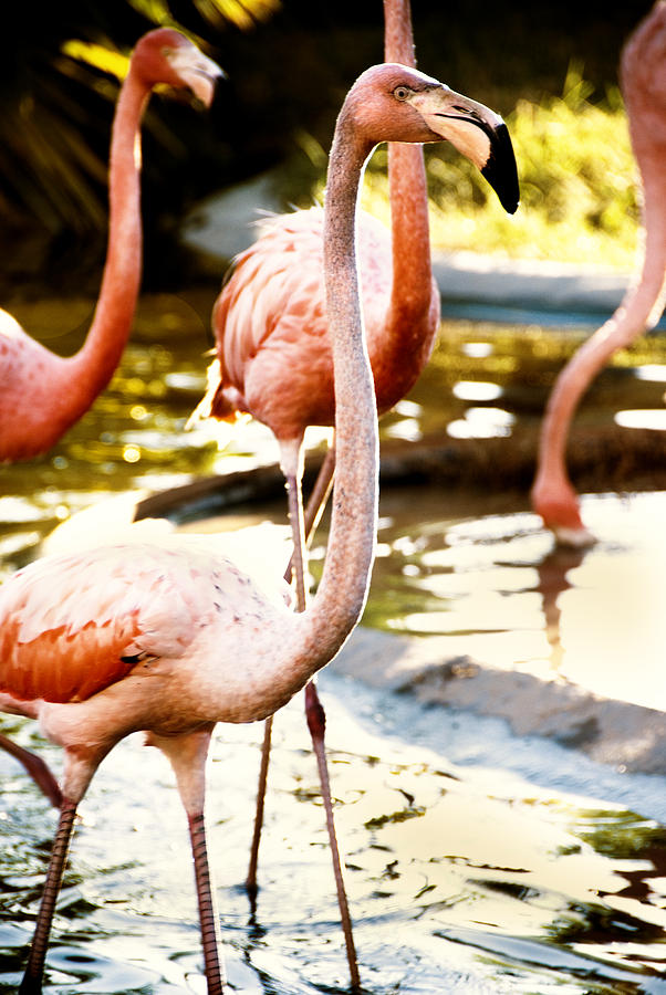 Flamingos Photograph by Anthony Citro