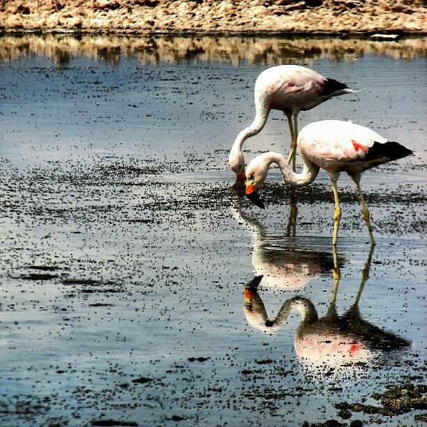 Flamingo Photograph - Flamingos #flamingo #ave #bird #salar by Gogliardo Maragno