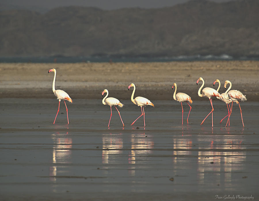 Flamingos Photograph by Fran Gallogly