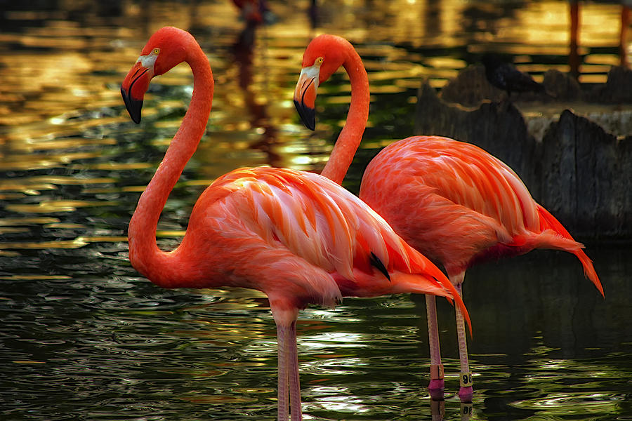 Flamingos Photograph by Linda Tiepelman