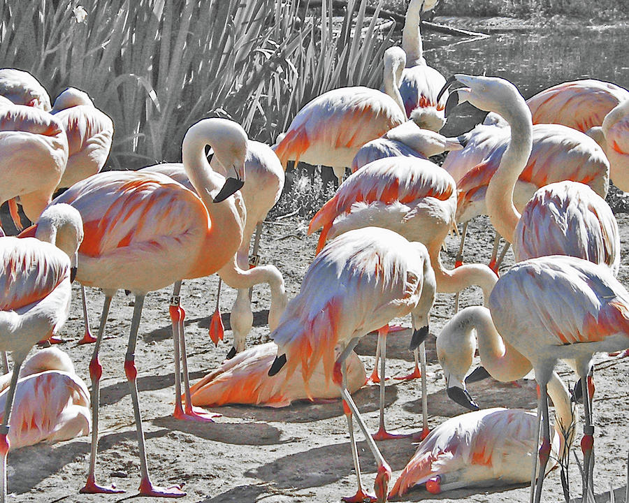 Flamingos  Photograph by Lizi Beard-Ward