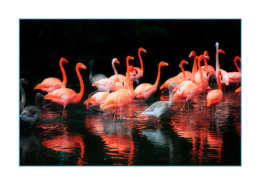 Bird Photograph - Flamingos by Mal Bray