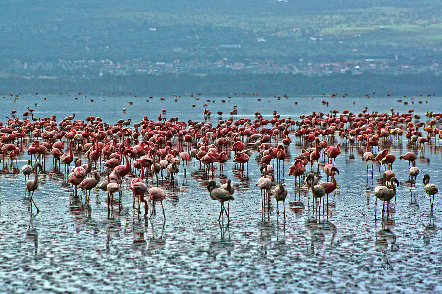 Flamingos Photograph by Marie Morrisroe