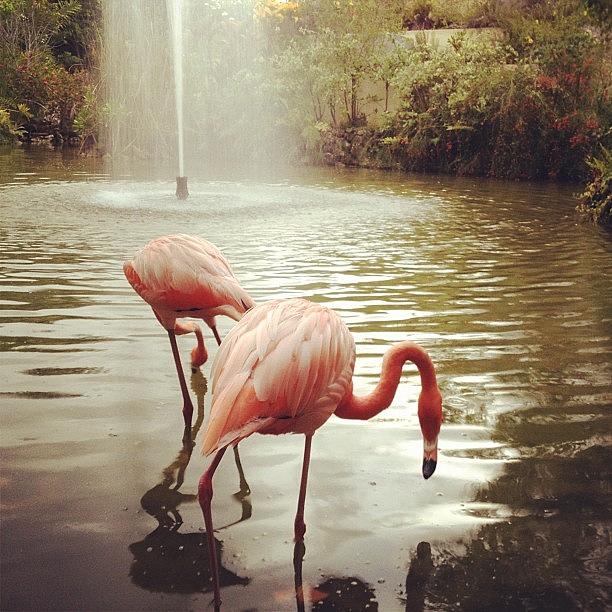 Dominican Republic Photograph - Flamingos by Oswaldo Luciano