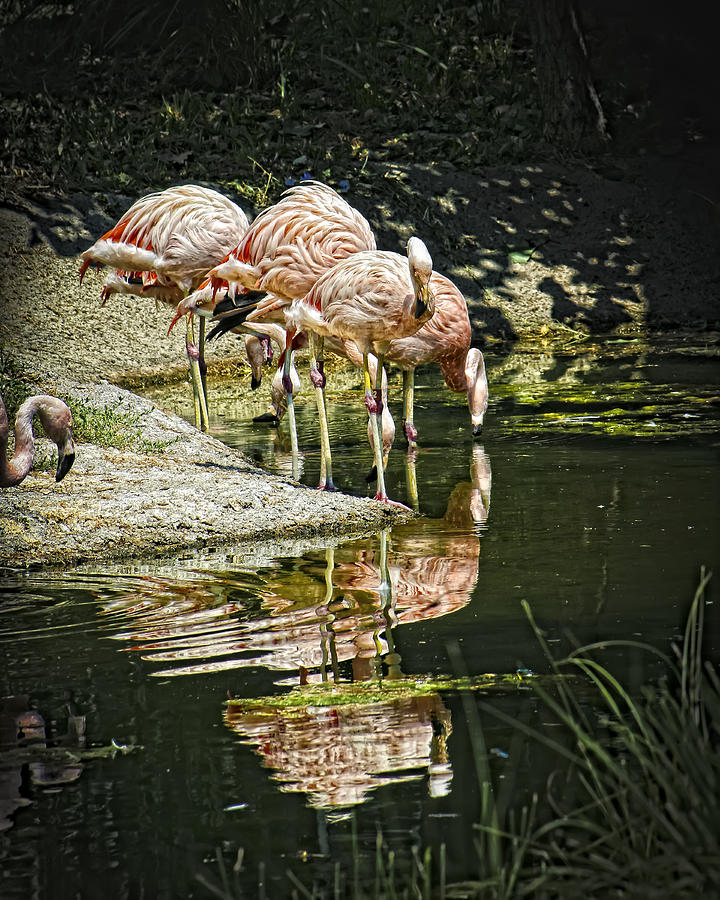 Flamingos Photograph by Scott Wood