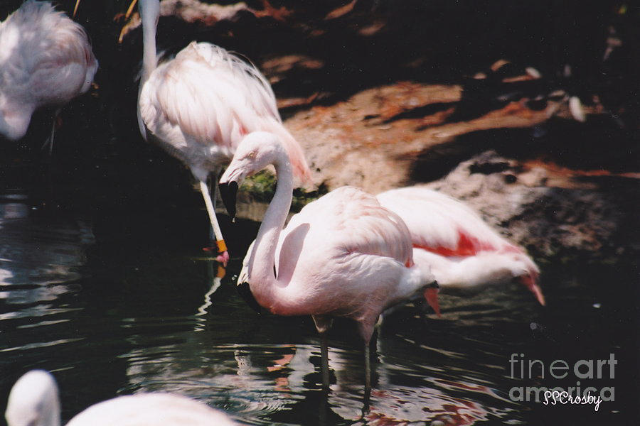 Flamingos Photograph by Susan Stevens Crosby