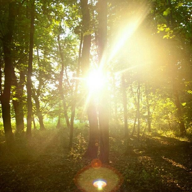 Flare. Sunset In The Woods Photograph by Amanda Schoonover