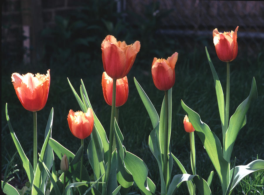 Flared Red Yellow Tulips Photograph by Tom Wurl