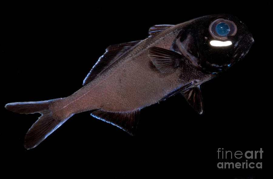 Flashlight Fish Photograph by Dant Fenolio