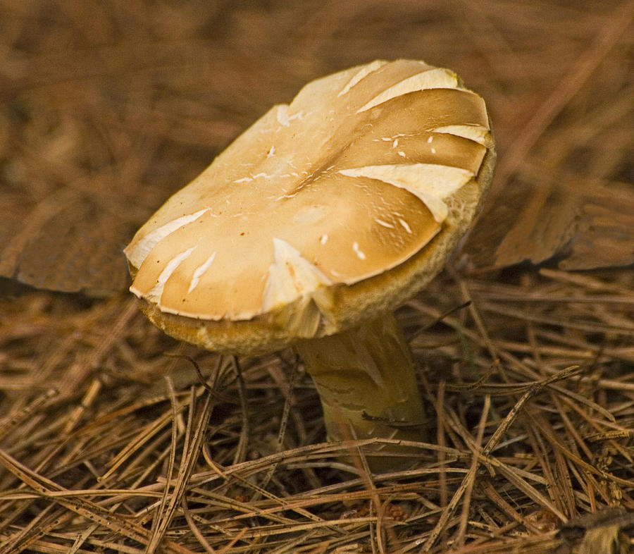 Flat Headed Mushroom Photograph by Frank Winters