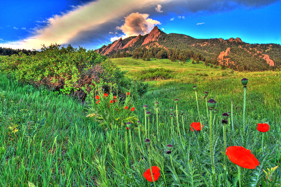 Flatirons and Poppies Photograph by Scott Mahon