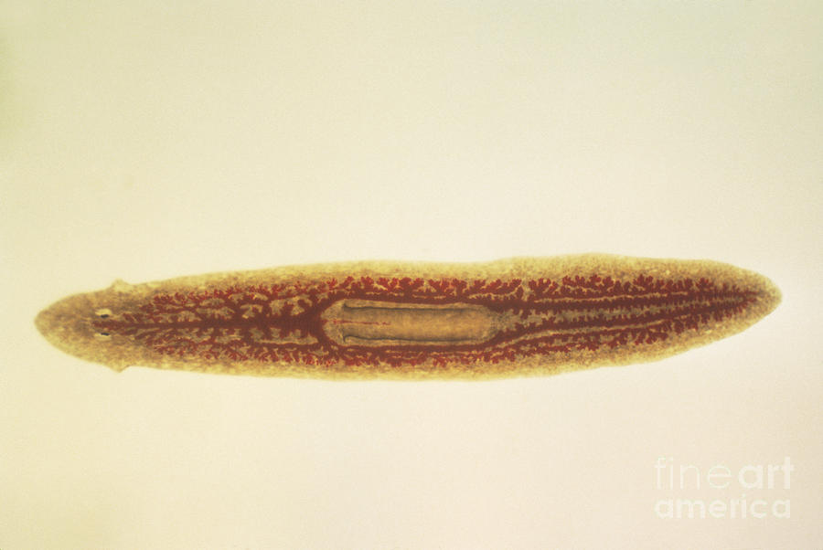 Flatworm Lm Photograph by Eric V. Grave