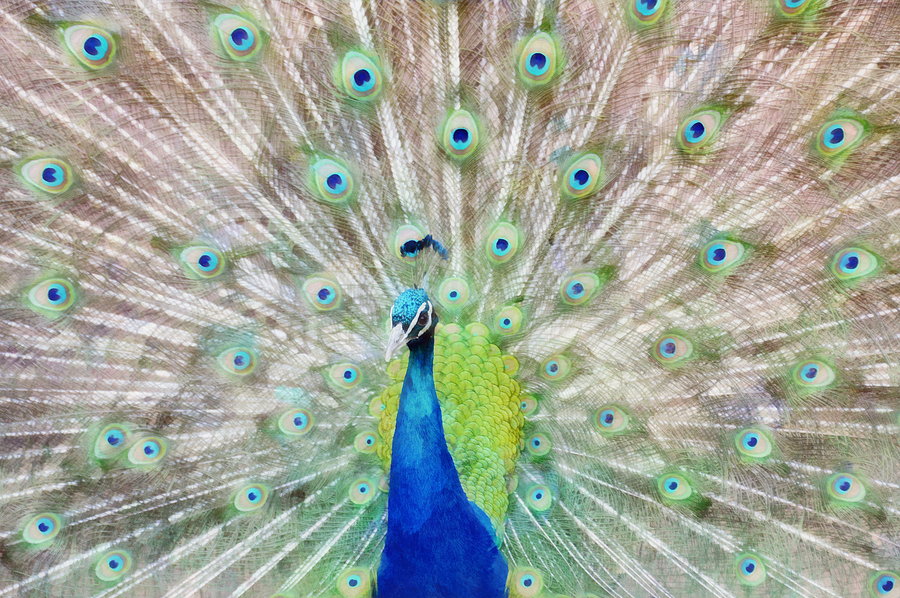 Peacock Mixed Media - Flaunting by Angelina Tamez