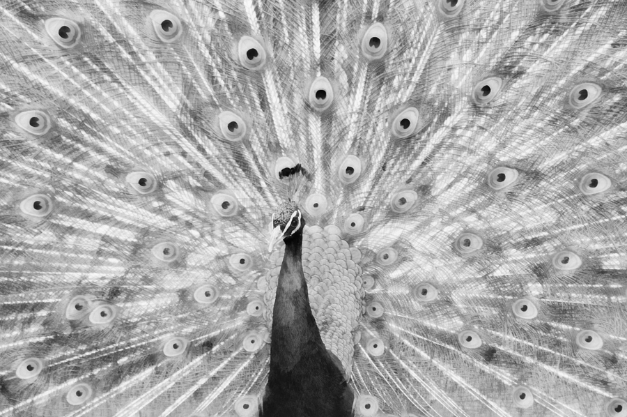 Peacock Mixed Media - Flaunting BW by Angelina Tamez