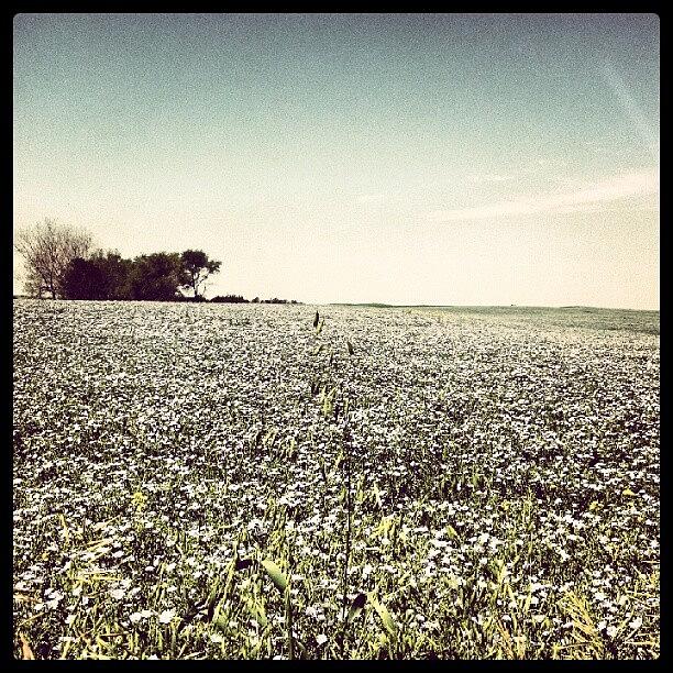 Summer Photograph - #flax #northdakota #summer #fields by Emily Nielsen