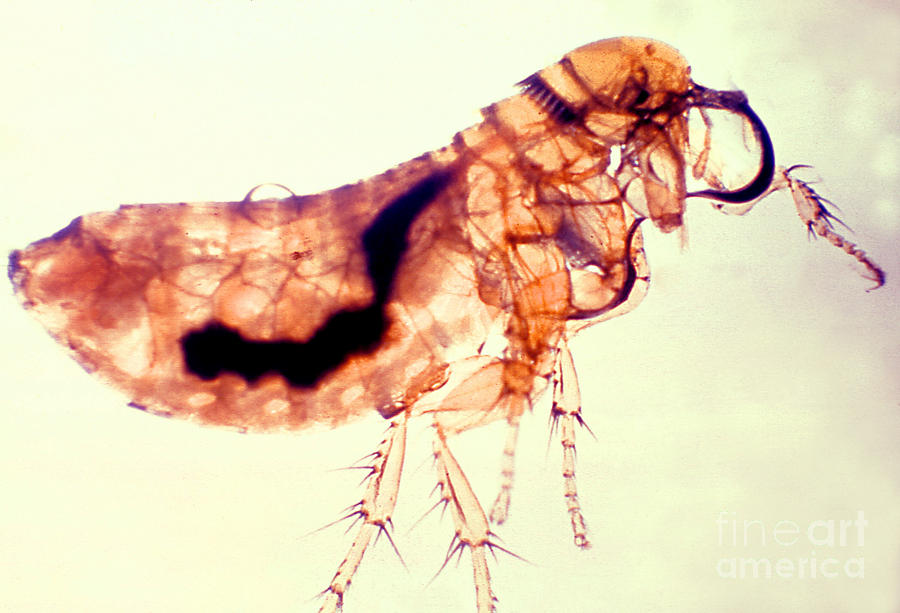 Flea Infected With Plague Photograph by Science Source