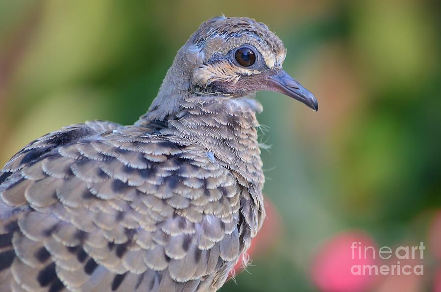 Dove Photograph - Fledgeling by Lynda Dawson-Youngclaus