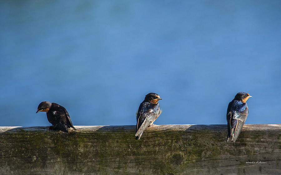 Fledgling Barn Swallow Photograph by Ed Peterson