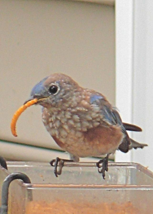 Fledgling Bluebird Photograph by Jeanne Juhos