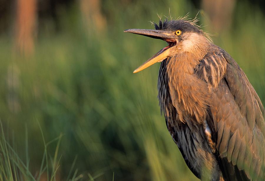 Fledgling Great Blue Heron Photograph by Natural Selection Bill Byrne