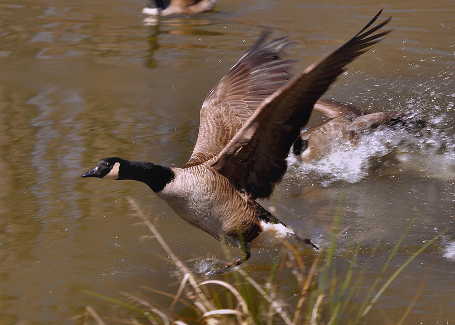 Goose Photograph - Fleeing Canada Goose - c4665c by Paul Lyndon Phillips