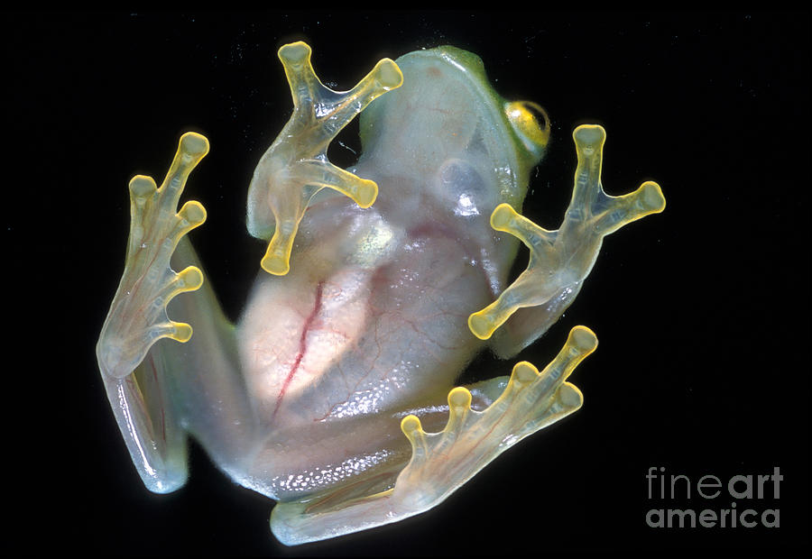 Fleishmanns Glass Frog Photograph by Greg Dimijian