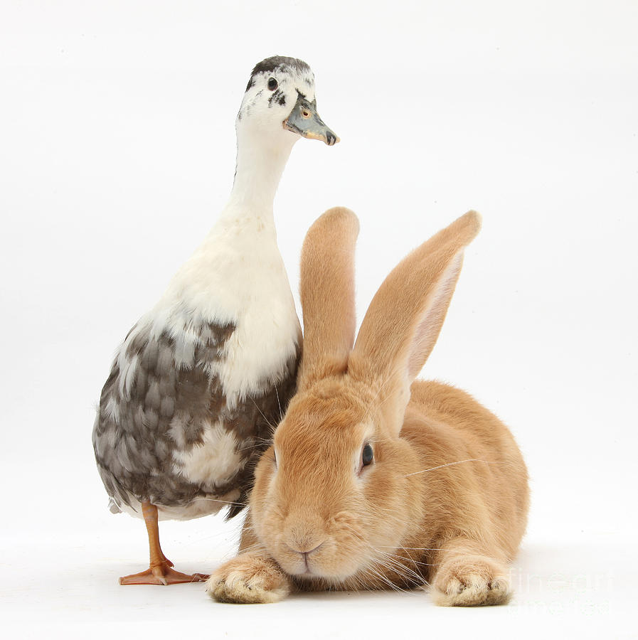 Flemish Giant Rabbit And Call Duck  by Mark Taylor