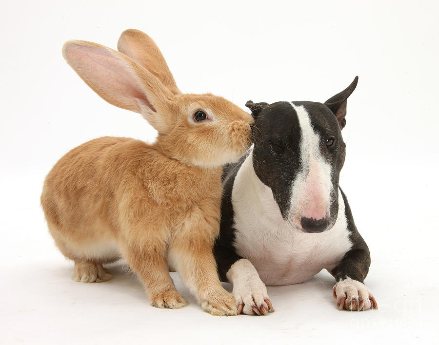 flemish giant rabbit and dog