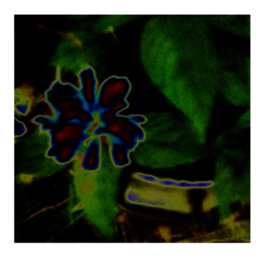 Flowers Still Life Photograph - Fleur Bleu Deux by Doug Duffey