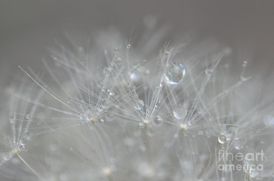 Fleur Cristalline Photograph by Sylvie Leandre