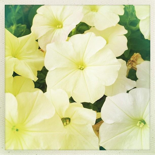 Jimmy Photograph - Fleurs #hipstamatic #jimmy #inas1982 by Pam Wolney