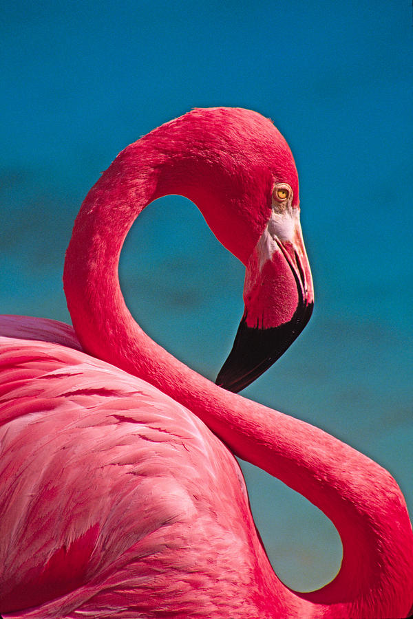 Flamingo Photograph - Flexible Flamingo by Michele Burgess