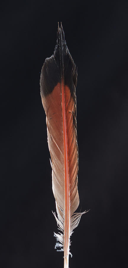 Flick of a Feather Photograph by Jean Noren