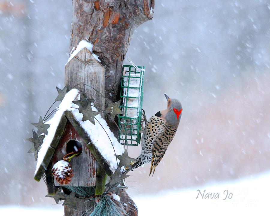 Flicker Woodpecker in Winter Photograph by Nava Thompson