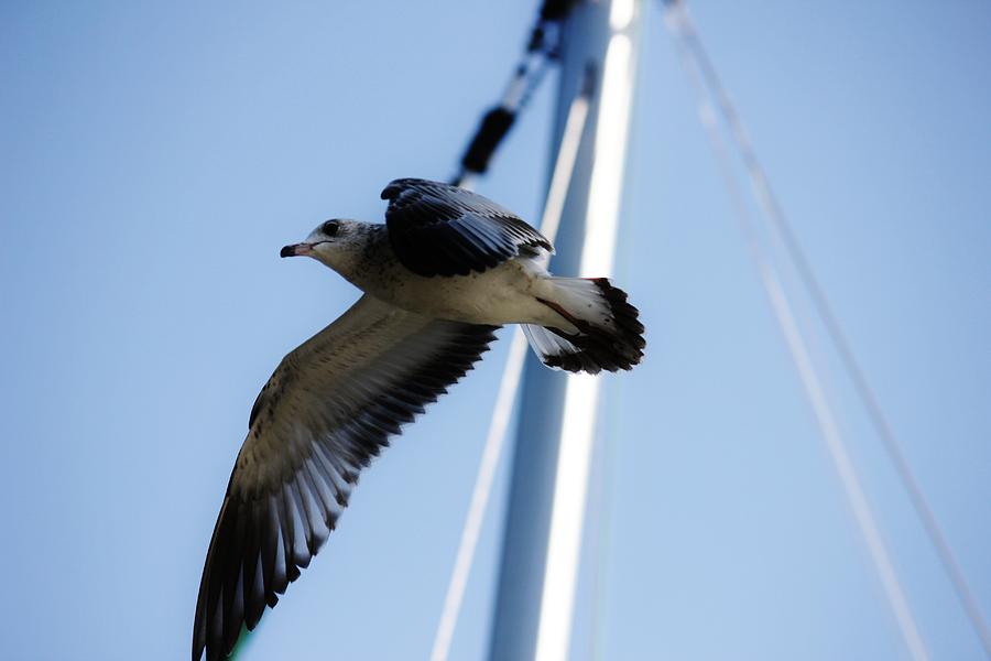 Seagull Photograph - Flight by Bradley Hruza