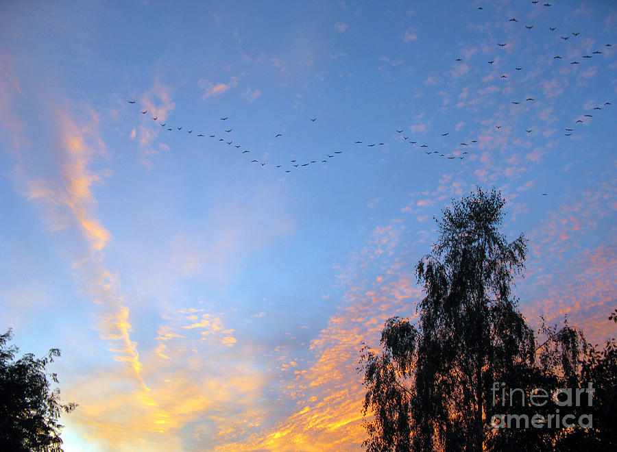 Sunset Photograph - Flight into the Sunset by Ausra Huntington nee Paulauskaite