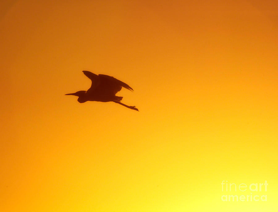 Heron Photograph - Flight by Joan McCool