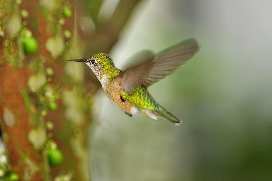 Flight of a hummingbird Photograph by Bill Dodsworth