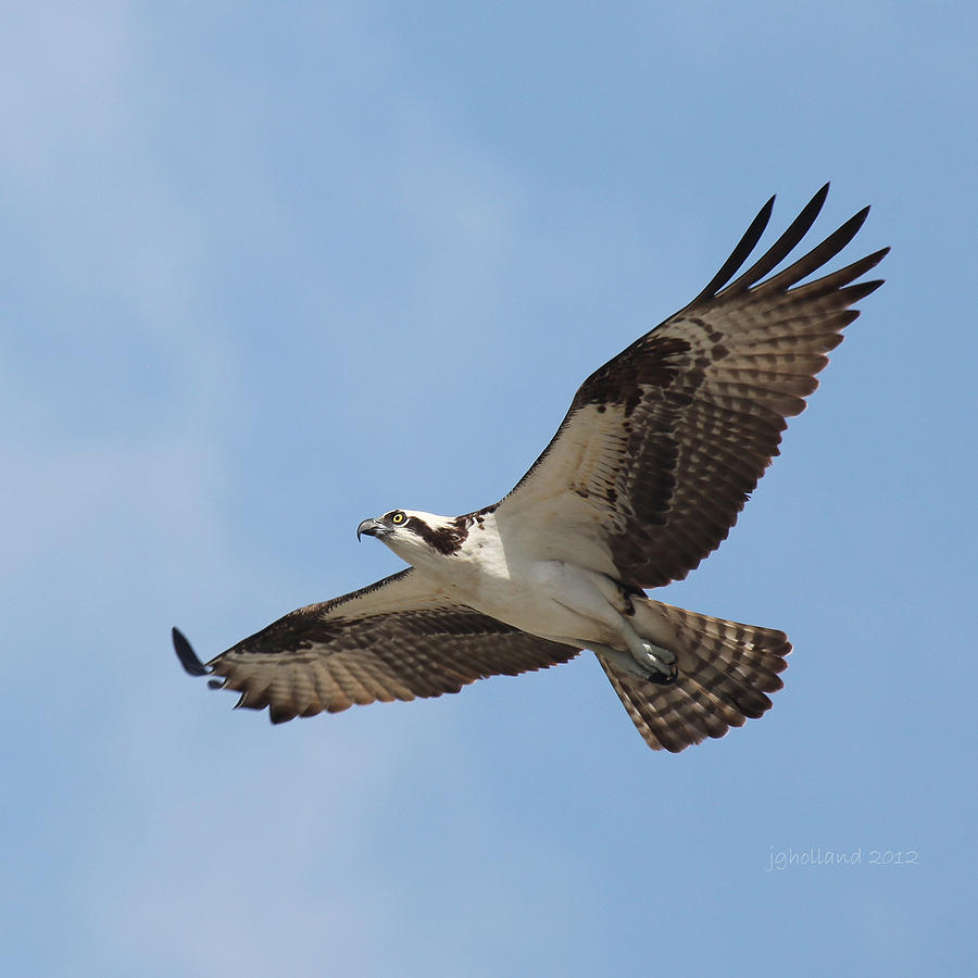 Flight Photograph - Flight of an Osprey by Joseph G Holland