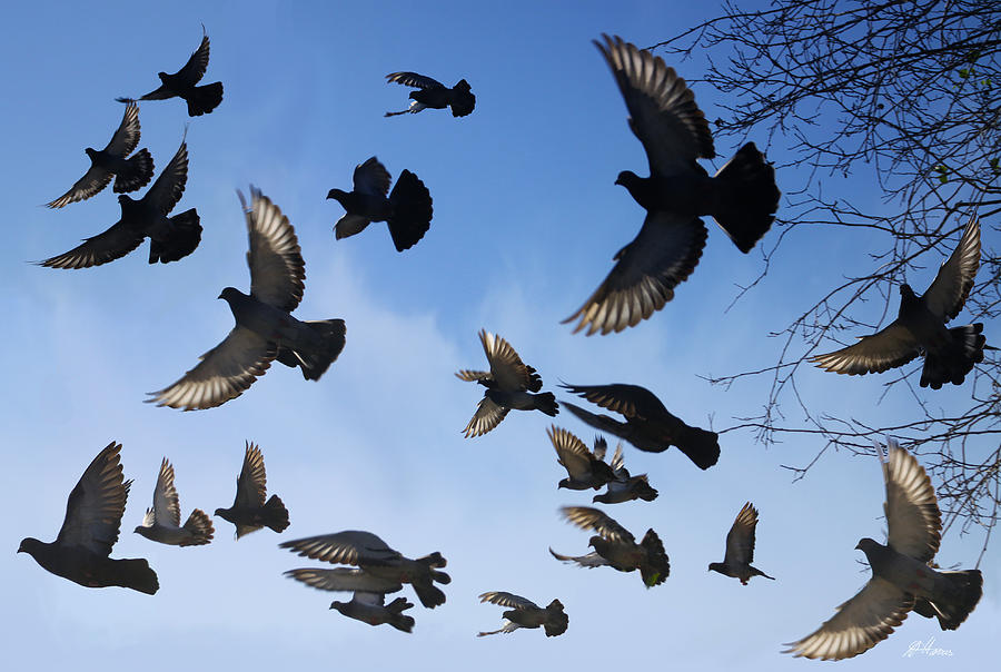 Flight of Pigeons Photograph by Diana Haronis