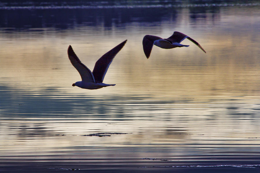 Flight of the Albatross V2 Photograph by Douglas Barnard - Fine Art America