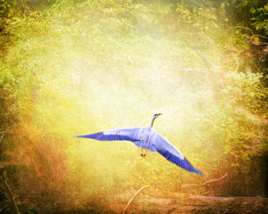 Flight of the Blue Heron Photograph by Jai Johnson